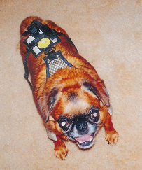 Chuckie is wearing a size XXS male dog diaper