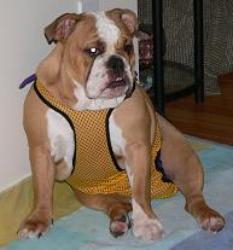 Annie is wearing a siize medium dog diaper 
