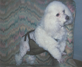 Jake (17 yrs)  is 13 lbs. wearing  a size XS male dog diaper