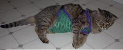 XS cat diaper, Figaro weighs 10 lbs