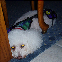 Bianca is 15 lbs. wearing an X-small dog diaper