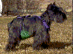 xx-small dog diaper (Sadie weighs 10 lbs)