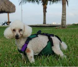 Sophia wearing a size XS dog diaper