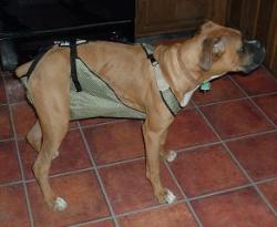 Utah is 46 lbs wearing a size Medium dog diaper