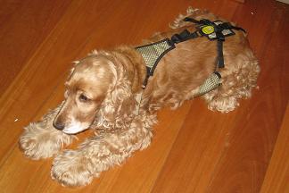 Ethel is wearing a size small dog diaper