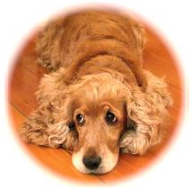 Ethel is wearing a size small doggy diaper