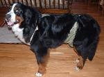 Beethoven is 128 lbs. wearing an XL dog diaper