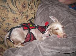 using the garment for marking indoors