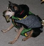 Ginger wearing the doggie diaper