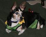 Tasha wearing the doggie diaper