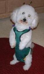 Romeo is 20 lbs. and is wearing a size small dog diaper