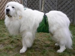 Kuma is wearing a size XL dog diaper