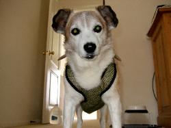 Lucky is wearing a size small Tinkle Trousers dog diaper