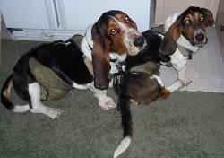 Maddie and Moe Joe wearing their doggie diapers