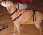45 lbs. wearing Size Medium dog diaper