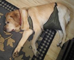 Monty wearing his dog diaper