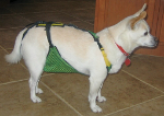 Roxy (16 lbs) is wearing an X-Small dog diaper
