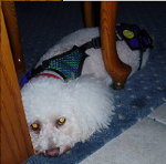 Bianca is 15 lbs. wearing an X-small dog diaper