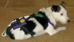 Seth (14 lbs.)  is wearing an X-Small dog diaper