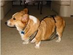 Wendy is wearing a size Small Plus dog diaper and she weighs 40 lbs.