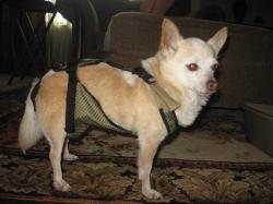 Ezra 7 lbs.  wearing xxs doggie diaper